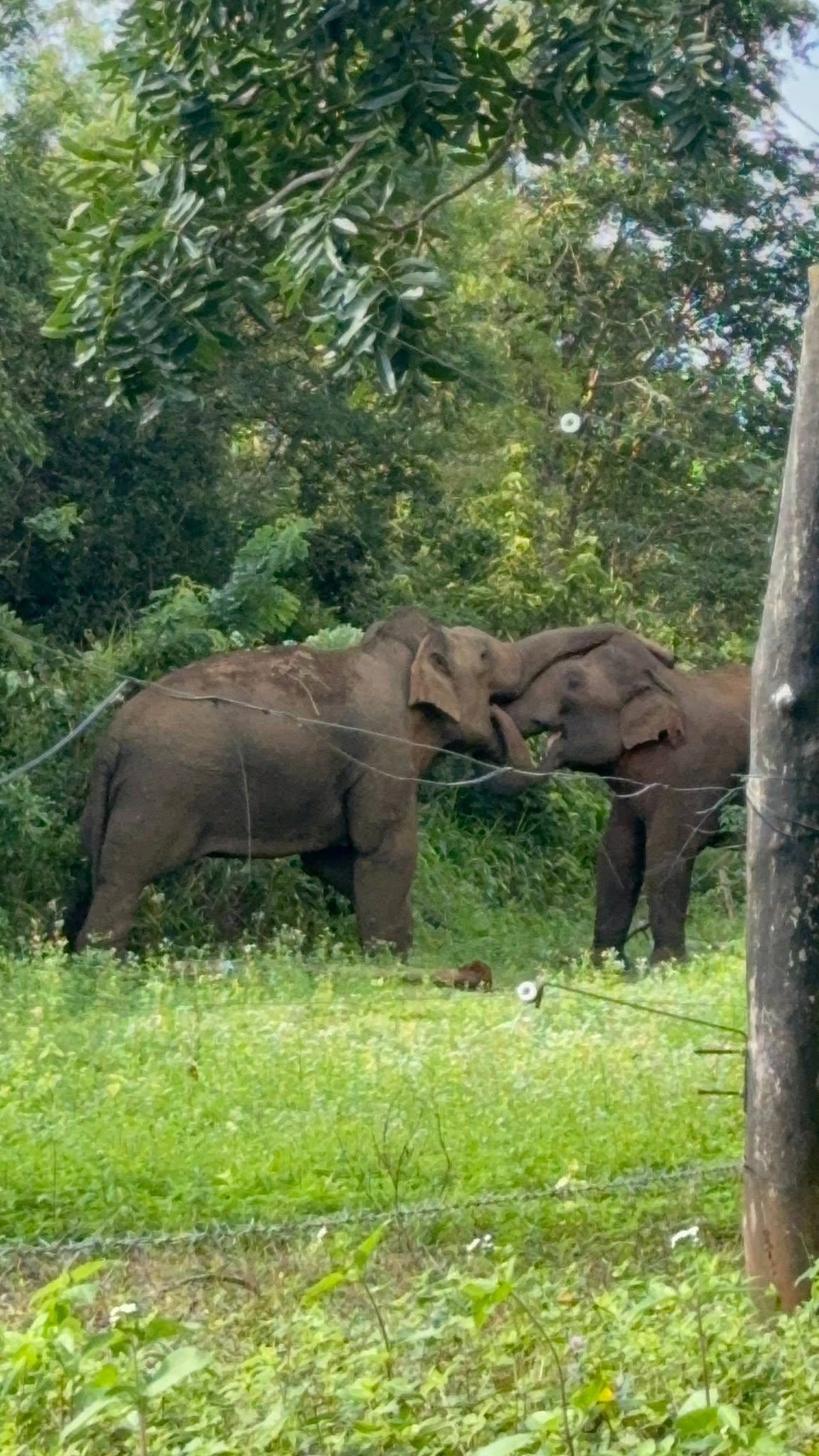 Elephants Nearby